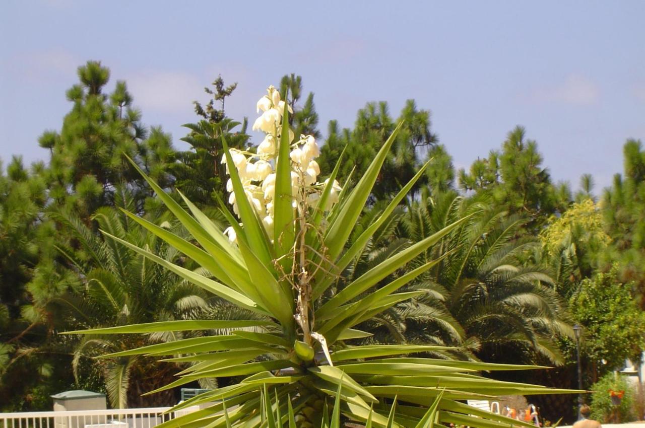 Ikaria Village Maisonette 10 Hlóraka Kültér fotó